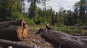 Best Arborist Consultation Services  in Ocean Pointe, HI