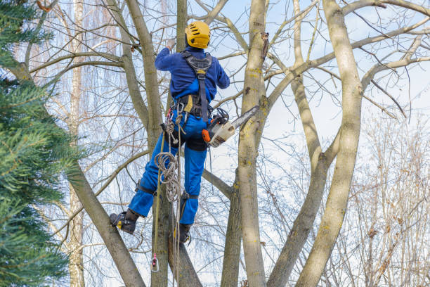 Trusted Ocean Pointe, HI Tree Care Experts