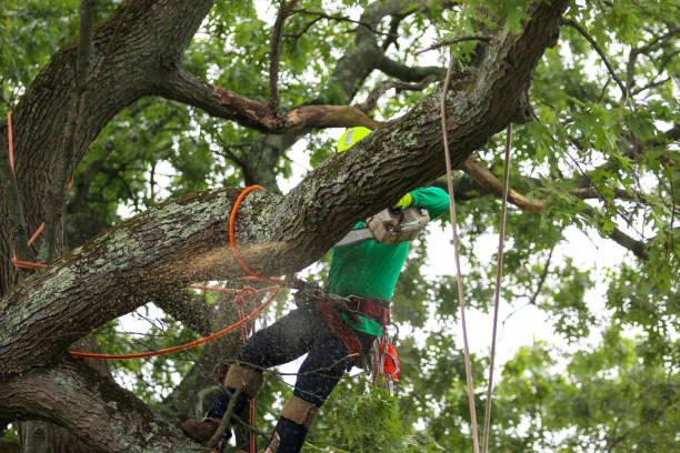 Best Leaf Removal  in Ocean Pointe, HI